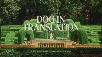 Ross McClure - dog in translation